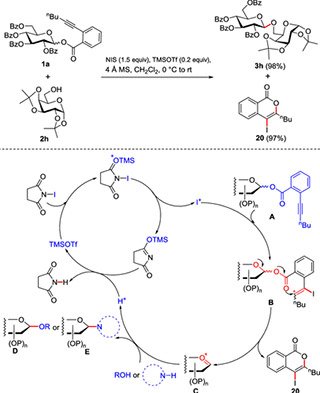 Glycosylation reaction promoted by TMSOTf Glycosylation reaction promoted by TMSOTf